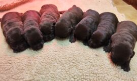 Nabídka štěňat labradora