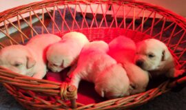 nabídka štěňat labradorských retrieverů